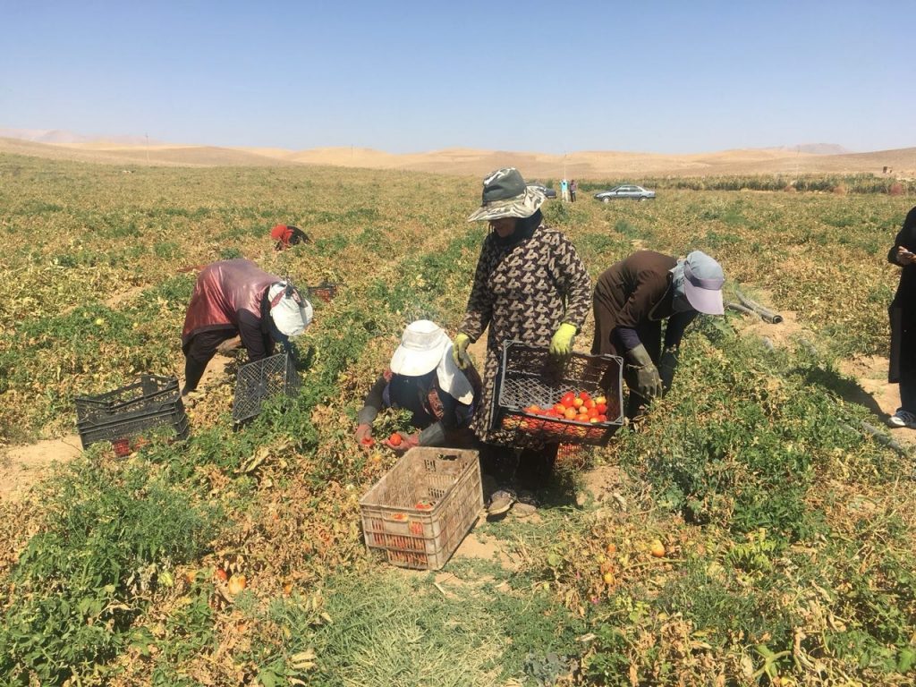 Dehdasht: Five Female Tomato-Picking Workers Killed and Injured in a Road Accident