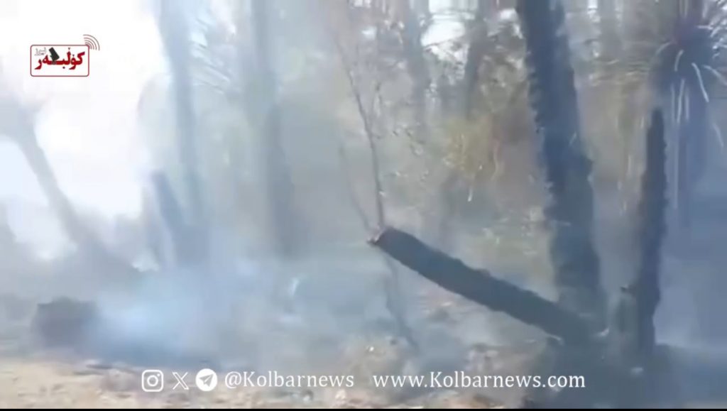 Iranshahr: Fire Engulfs Date Palm Groves in Abtar Rural District